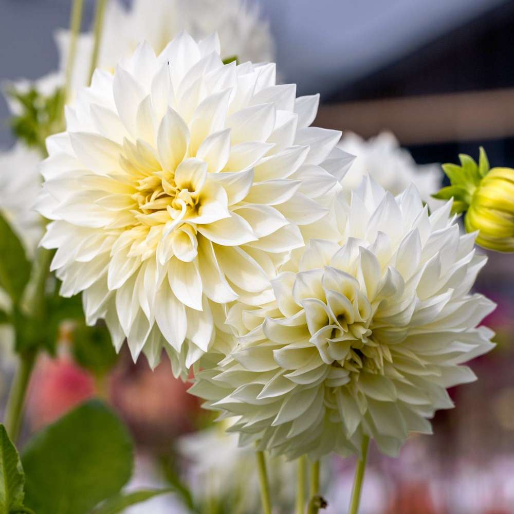 Dahlia 'Cafe au Lait Supreme'